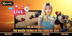 Đá Gà Thomo 67