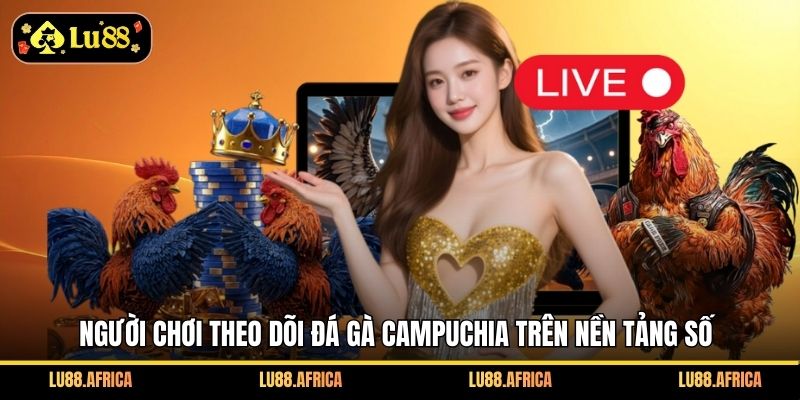 Người chơi theo dõi đá gà Campuchia trên nền tảng số