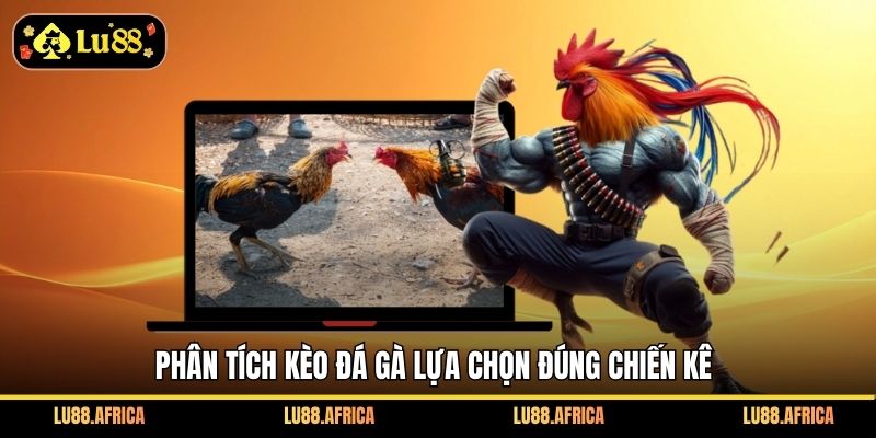 Phân tích kèo đá gà lựa chọn đúng chiến kê