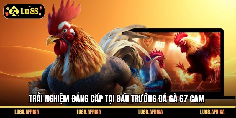 Trải nghiệm đẳng cấp tại đấu trường đá gà 67 Cam